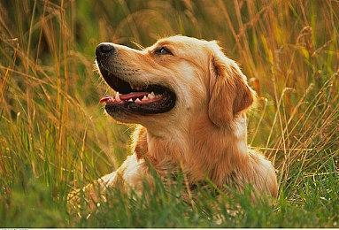 《弹丸论破》15周年活动10月6日举行 新作情报预定